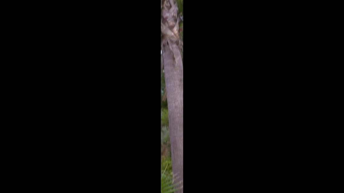 🌟🌟🌟🌟🌟🌟🌟🌟🌟🌟🙇🏼‍♀️🦁🐯🐇🐰🥮🎃🌶️🍯🐙🌊🌊🌊🌟🌟🌟🌟🌟🌟🌟🌟🌟🌟‼️ WOOOOOOOOOOOOOOOOOOOOOOOOOOOOOOOOOOOOOOOOOOOOOOOOOOOOOOOOOOOOOW❗HOOOOOOOOOOOOOOOOOOOOOOOOOOOOOOOOOOOOOOOOOLDON❗GYATDAMMMMMMMMMMMMMMMMMMMMMMMMMMMMMMMMMMMMMMMMN❗LAWWWWWWWWWWWWWWWWWWWWWWWWWWWWWWWWWWWWWWWWWD‼️🌟🌟🌟🌟🌟🌟🌟🌟🌟🌟🥷🏽Vs🙇🏼‍♀️🦁🐯🐇🐰🥮🎃🌶️🍯🐙🌊🌊🌊🌟🌟🌟🌟🌟🌟🌟🌟🌟🌟One Of The Biggest Collaborations Through This Dirrespectful Ruthless Passionate Romantic Nasty Organic Biological Breeding Raw Creampie Nut Of The Year 2k25 or 2k26 And Even Of All Time... The Panoramic, Long, Circular, Close-up, Until From The Below Lens Views. More Than Highlight The Vital Tangle, Applied In The Open Air At The End Of The Afternoon. Between This Hungry Fire Tandem That The 🥷🏽 Has Decided To Make Her Cum To No End. Enjoying Himself At The Same Time And Empty Her Of All Lotta Sacred Sugar Juice Liters. And As You Know Very Well That 1v1 Black Man Vs Latina Is A Winning Combination...✍🏾👀🤧🙂‍↕️😌😶‍🌫️🫢🤭🤗😏🤫😈👿 #GOFOLLOW⤵️ [🦁🦁ＮＯＮ ＭＡＮＣＯＩＬ ＭＩＯ ＢＥＲＳＡＧＬＩＯ 1０ＳＵ 1０ＮＥＬＬＡ ＣＡＮＮＡ🎯]🌟 [ＫＡＮ Ō ＯＯＯＯＯＯ ＡＧＩＩＩＩＩＩＩＴＯ ＴＨＥ ＦＩＦＴＨ ＦＡＮＧ ＯＦ ＭＥＴＳＵＤŌ]🌟⭐ [ＧＯＯＯＯＯＯＯＯＤＡＩＩＩＩＩ ＩＩＭＥ ＭＥＴＳＵＤŌ ＮＯ ＫＩＩＩＩＩＢＡ 五代目めつどのき]🌟🌟🌟 [𝑼𝑳𝑻𝑰𝑴𝑨𝑻𝑬 𝑹𝑼𝑻𝑯𝑳𝑬𝑺𝑺 𝑵𝑼𝑻 𝑾𝑨𝑹]🌟🌟🌟🌟 [🦁🇫🇷🌟🌟🏴‍☠️💜💛ＢＬＶＣＫＧＯＯＫＵ💪🏿🦍💥🔥ＴＨＥ🐐ＧＯＡＴ]☝🏾 [🐯🇨🇵🌟🌟🏴‍☠️💜💛ＢＬＶＣＫＧＯＯＫＵＵ💪🏿🦍💥🔥ＴＨＥ🐐ＧＯＯＡＴ]☝🏾a [🦣🇨🇵🌟🌟🏴‍☠️💜💛ＢＬＶＣＫＧＯＯＯＫＵＵ🔥💪🏿ＴＨＥ🐐ＧＯＡＴ-ＩＩＩ]☝🏾b [JENERATEPASMACIBLE🎯🔫6/6🐉🐲DANSLEBARILLET😈😈]✌🏾 [MR🦁STANDIIIIIINGOVATIIIIIIION👏🏾🎉🎊🎇]☝🏾🤟🏾 [NIIIINETYNIIIINELIIIITUATIIIION]🖐🏾 [DONNERMOIMEBRASSARDC'ESTMOILECAPITAINE]🖐🏾👍🏾 [ＬＥＧＢＯＯＯＯＯＯＯＯＯＯＯＯＺＡＭＧＢＯＯＯＯＯＯＯＯＯＯＯＯ]🖐🏾✌🏾 BLVCKTVLIIIIIIBAN [THE☝🏾🥷🏾PALACE🏰OF🔱AUBURN☝🏾👿HILLS]🖐🏾✌🏾✌🏾 VOGUEMERRYCXXIII123 🗡BLVCKTALIIIIIIIIIIIIIIIIBAN_II⚔ [😈MAAGEELAAN👾IMPEL⛓DOWN🏯DIRECTOR☝🏾👿]🖐🏾🖐🏾✌🏾 ＭＯＳＴＧＯＲＧＥＯＵＳＷＯＭＡＮＳ= ＢＬＡＣＫＱＵＥＥＮＳ👸🏿👸🏾👸🏽👑👑👑 [THE DEMONIC LOOTER OF COOCHIE]👋🏾👋🏾🖖🏾 🐲🐉❤️‍🔥BLVCKDRAGOOOOON❤️‍🔥🐲♨️OF😈DARKNESS☝🏿👿 🐲🐉❤️‍🔥BLVCKDRAGOOOOOOON❤️‍🔥🐲♨️OF😈DARKNESS II ＢＬＶＣＫＺＩＩＩＩＬＬＩＩＩＩＡＡＡＡＡＺＤＥＥＳＴＲＵＵＣＴＩＩＩＩＯＮ🍆🍫🐍🐉🐲 BLVCKZIIIIIIIIIILIIIIIIIIIIAANZ GOOOOOOOOOOKUUUUUUUUUUBLVCK ＧＵＥＫＯ⚠️⚠️ＭＯＲＩＡＨぐえこもりあＨ COLOMBIA MEDELIIIIIIIIIIN D’ANTIIIIIIIIIIOQUIIIIIA DEMONBLACKPUNISHER MR🦁STANDIIIINGOOOOVATIIIION-II TVLIIIIIIBVNOIIIIIIR III KAIDOAUXCENTBETESかいどあうＸせんＴべてＳ🦁🐯🦍🦏🐘🐍🐲🐉🦅 💪🏾💥♨️🔥RUTHLESSBLVCK✊🏿KING🖤👑 🔥♨️UUUUUUUUTSUUUUUUUUROOOOOOOO//TENDOUSHUU⚔️🗡️ SAKATAxGIIIIIIIIIIIINTOKIIIIIIIIIIII RoughnessRoughness RETLENTLESS STEELYMINDNIGGA HARD-HEARTEDLXXVI/XLIX GAETANOxLUCCHESExAKAxTOMMYLUCCHESE VIICENTE''THECHIN''GIIGANTE CARMINE''LILO''x''CIGARE''GALANTE ChirstopheRx''DuUDuU''xCoke DUSANxVLAHOOOOOOOOVIC SALVADOR AKA SAL MAGLUTA REPRISE DE VOLÉE À LA JULIAN LOKI😈👿🚀⚽️💢💥❤️‍🔥 TEMPS ADDIIIITIIIIONEL''90+2😈👿🦶🏾🚀💢💥❤️‍🔥⚽️ JUSTE CE QU'IL FAUT POUR LA METTRE AU FOND❤️‍🔥⚽️ CENTRAVANTIIIIIIIIIIII9NOVE😈👿🦶🏾🚀💢💥❤️‍🔥⚽️ CENTER FOOOOOORWARD TVLIIIIIIBVNOIIIIIIR IV REMORSELESS//XCIX//LXXVII//X//XII