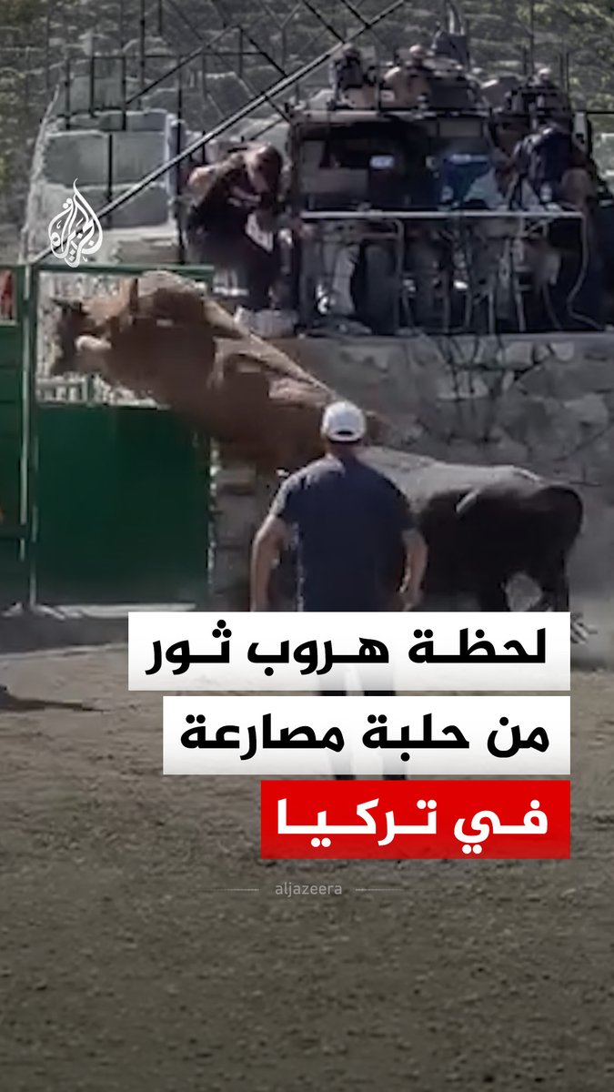 لحظة هروب ثور من حلبة مصارعة في ولاية أرتفين شمال شرقي تركيا، بعدما قفز فوق بوابة حديدية إثر تعرضه لهجوم من ثور آخر خلال المواجهة #فيديو