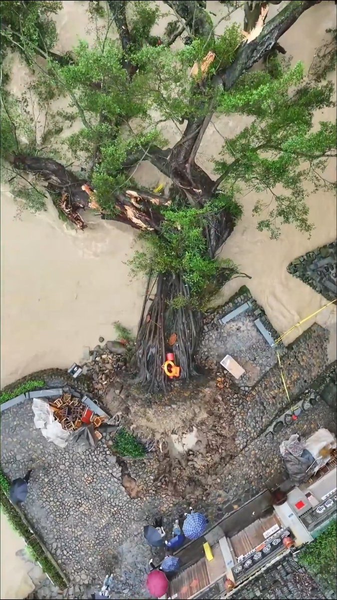 【Video】A 624-year-old banyan tree at a scenic area in Zhangzhou, East China's Fujian Province, has been successfully hoisted upright again after torrential rains toppled it.
