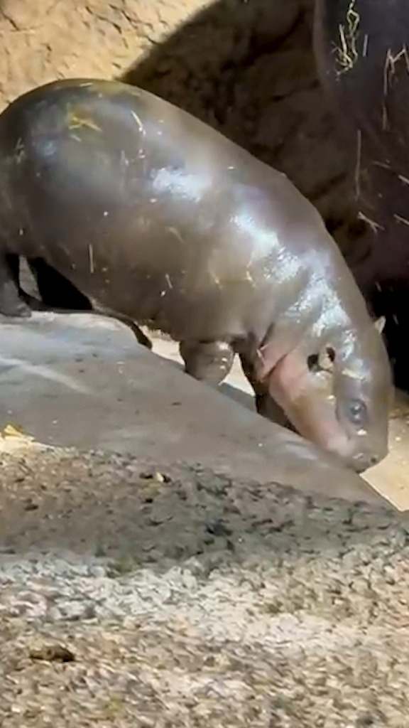 Tiny tank, BIG moment 🥹🦛 Beginning tomorrow (September 15), all guests visiting your Toronto Zoo can say hi to Maple, Kindia’s female pygmy hippo calf, from 10:00am – 2:00pm* daily. *Viewing times are subject to change depending on the needs of Kindia and her calf. While visiting, we encourage you to keep your voices low and give mom and calf plenty of space to help maintain a comfortable environment as Maple continues to explore her world alongside mom 💚 #TZTinyTank