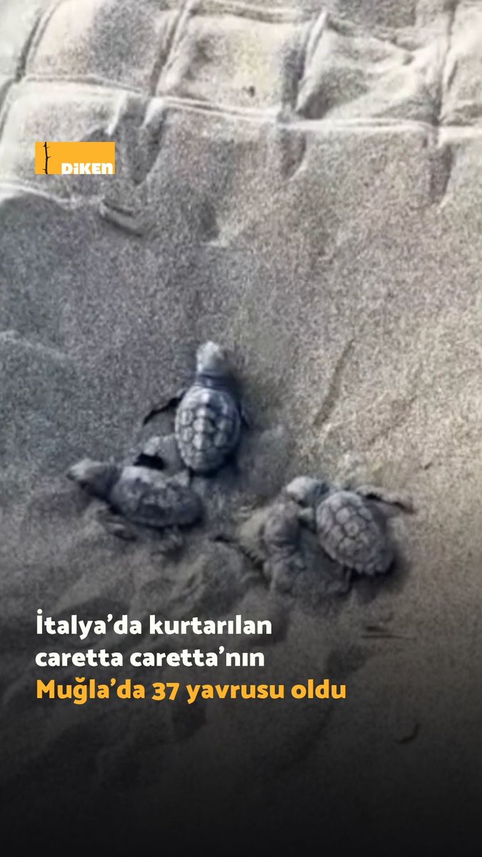 İtalya’da 2020’de balıkçı ağına takıldıktan sonra kurtarılarak tedavi edilen ‘Azimut’ adlı caretta caretta’nın, Muğla’da 37 yavrusu oldu.