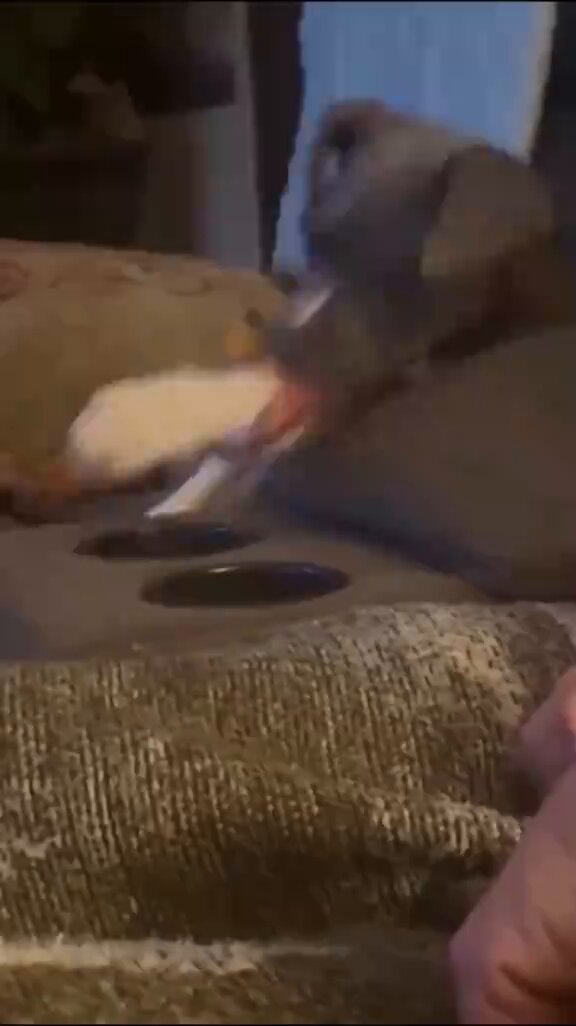 Dogs being completely unserious