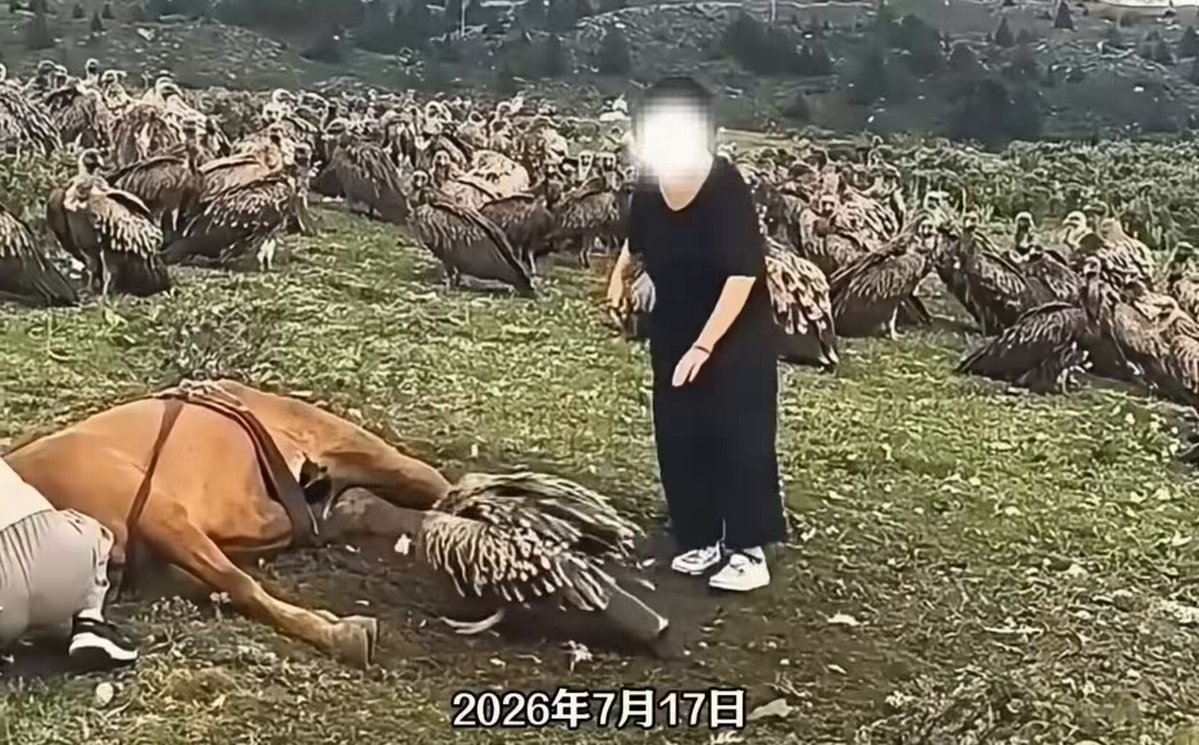 🔥二货到底有多二？三名女子在高原为了表现自己的“善良”驱赶吃马尸的兀鹫！ 🔥楼主点评：没有智慧的善意，本身就是一场灾难！兀鹫吃的是马尸，不是在伤害谁；为了满足自己的“善良”，硬把人家的饭碗给砸了。 🔥那么，善良如果脱离常识和自然规律，究竟是在行善，还是在添乱？