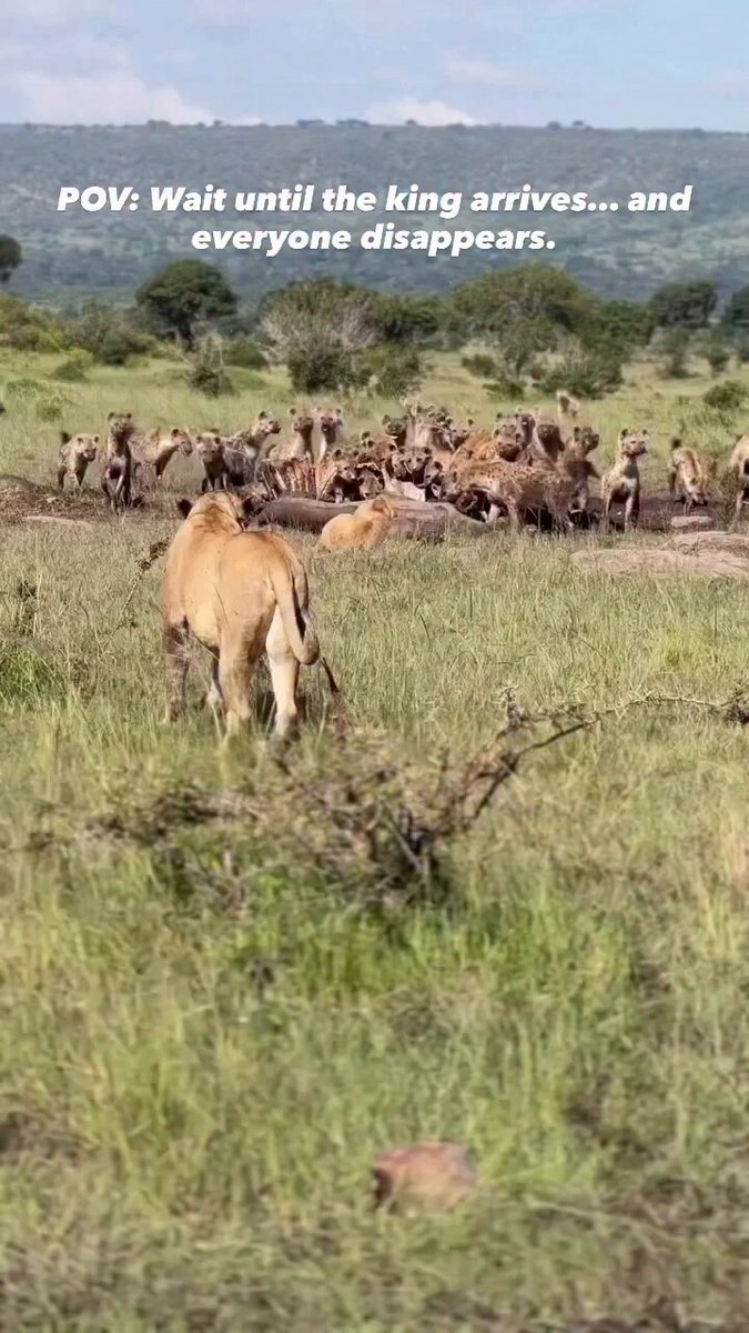 Clear the way. The King has arrived. 🦁#Wildlife #NatureIsMetal