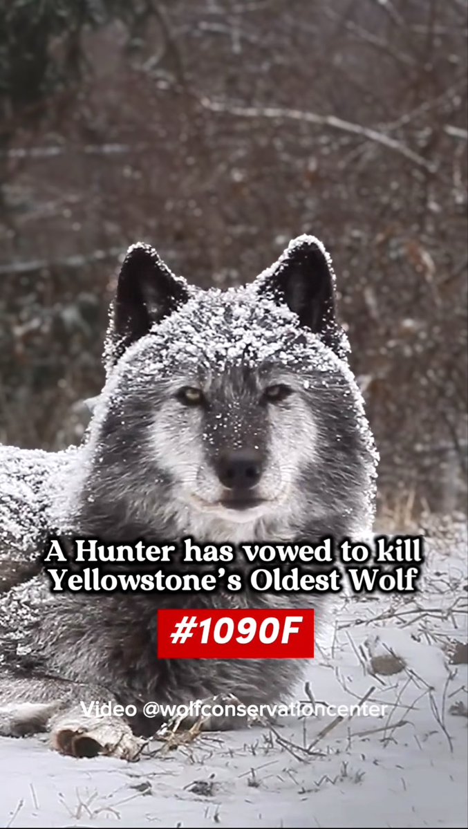 🚨 HUNTER VOWS TO KILL YELLOWSTONE’S OLDEST WOLF — HERE’S HOW YOU CAN HELP STOP IT Yellowstone’s extraordinary 12-year-old wolf 1090F has survived brutal winters, rival packs, injuries and everything nature has thrown at her. Now she could be killed simply for crossing an invisible line drawn by humans. 1090F is one of the oldest wolves ever recorded in Yellowstone and Wyoming and a celebrated member of the historic Mollie’s Pack — whose story stretches back to the restoration of wolves to Yellowstone in 1995. But Wyoming’s wolf hunting season in Wolf Hunt Area 1 opens SEPTEMBER 15. And one hunter has made his intentions very clear. Big Piney-area outdoorsman Mitch Gilliam told Cowboy State Daily: “I plan to be there on Sept. 15.” And when specifically asked about 1090F, he said: “If I see her, I’ll harvest her.” Gilliam even acknowledges what an extraordinary animal she is, saying that surviving to 12 means she is “obviously a smart wolf.” But he argues that because she’s old and declining, perhaps shooting her would be preferable to allowing her eventually to starve or be killed by another wolf pack. He also dismisses the emotional connection people have developed with Yellowstone’s famous wolves: “It’s not a cartoon character; it’s a wild wolf.” Gilliam has previously publicly defended Wyoming’s wolf-management policies and advocated removing federal Endangered Species Act protections for wolves across the Lower 48. He also organised a counter-demonstration against protesters campaigning over the infamous Cody Roberts wolf case and said he had subsequently become friends with Roberts. Now Gilliam says he intends to hunt in the region where Mollie’s Pack has been travelling. And he isn’t the only one. A Nevada social-media account called Kyri Ranch has also publicly targeted 1090F, reportedly declaring: “The matriarch 1090F is going down on the 15th of September.” Thankfully, most of Mollie’s Pack has now returned inside Yellowstone. But wildlife managers warn that these wolves could cross the park boundary again. The moment 1090F crosses that invisible line during the hunting season, she becomes vulnerable. 🚨 SO WHAT CAN WE ACTUALLY DO? The Wyoming Game & Fish Commission is the wildlife policy-making authority in Wyoming, and campaigners are demanding an emergency temporary closure of Wolf Hunt Area 1. EMAIL THE COMMISSIONERS: Mark.Jolovich@wyo.gov Rusty.Bell@wyoboards.gov Kenneth.Roberts@wyo.gov John.Masterson@wyoboards.gov Fonzy.Haskell@wyoboards.gov Bill.Mai@wyoboards.gov Ashlee.Lundvall@wyo.gov EMAIL WYOMING GOVERNOR MARK GORDON: Governor@wyo.gov Tell them: “Please immediately close Wolf Hunt Area 1 and protect 1090F and the historic Mollie’s Pack. A 12-year-old Yellowstone wolf should not become a trophy simply because she crosses an invisible boundary.” You can also SIGN AND SHARE the petition calling for Wolf Hunt Area 1 to be closed for the 2026 season. And SHARE 1090F’S STORY INTERNATIONALLY. Public pressure is already reaching Wyoming from around the world. One Wyoming Game & Fish commissioner confirmed receiving messages from across the United States, Australia and New Zealand. But please keep it peaceful and lawful. Do not threaten hunters, interfere with a hunt or harass individuals. Put the pressure on the officials who have the authority to change wildlife policy. 1090F has survived 12 years in one of the toughest environments on Earth. She deserves the chance to live out whatever time she has left naturally. DON’T LET AN INVISIBLE LINE BECOME HER DEATH SENTENCE. ACT NOW — THE HUNT OPENS SEPTEMBER 15. ANIMAL WATCH 🐺 #wyoming #1090F #wolf #greywolf #yellowstone #wolfhunting #animalwelfare