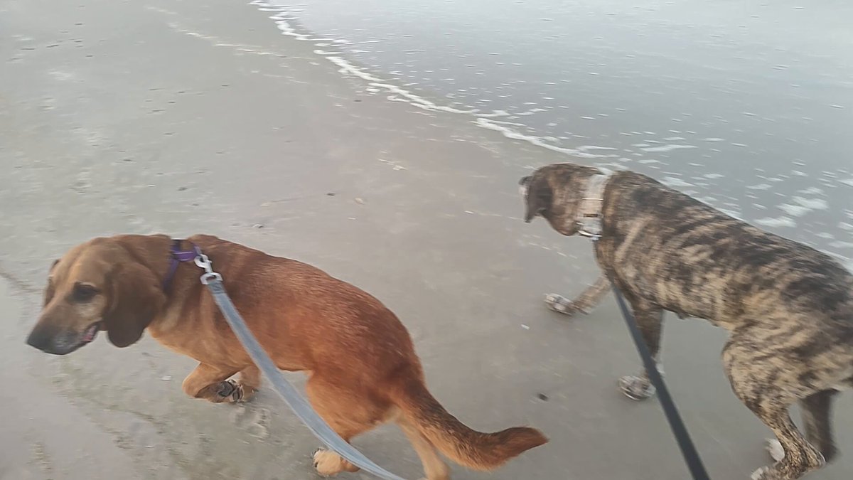 One more dog post for the night: These two have become fast friends. Gonna always thank WVmotoguy for all he did to get Molly into our hands. She's an amazing, gentle giant. And Fancy, the 12 year old bloodhound we just adopted, is so friendly with all the other dogs. AND of course - they all defer to Aunt Bea.