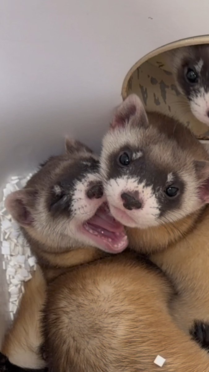 The Phoenix Zoo is excited to announce that we welcomed 34 endangered black-footed ferret kits across seven litters this summer, marking the most successful breeding season in the last 25 years! Learn more about the Zoo's efforts with BFFs by visiting