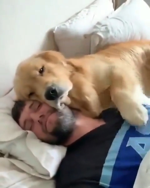 Morning cuddles right on the bed! The happy dog climbed up to hug the man, planting soft kisses on his face to start the day with pure joy. 🐾