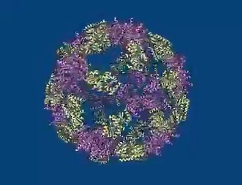 2024 #NobelPrize laureate in chemistry David Baker succeeded with the almost impossible feat of building entirely new kinds of proteins. In recent years, one incredible protein creation after the other has emerged from Baker’s laboratory. They range from new nanomaterials where up to 120 proteins spontaneously link together (see animation) to proteins that function as a type of molecular rotor. Who will be awarded the Nobel Prize in Chemistry this year? We will find out on 7 October. Animation: ©Terezia Kovalova/The Royal Swedish Academy of Sciences