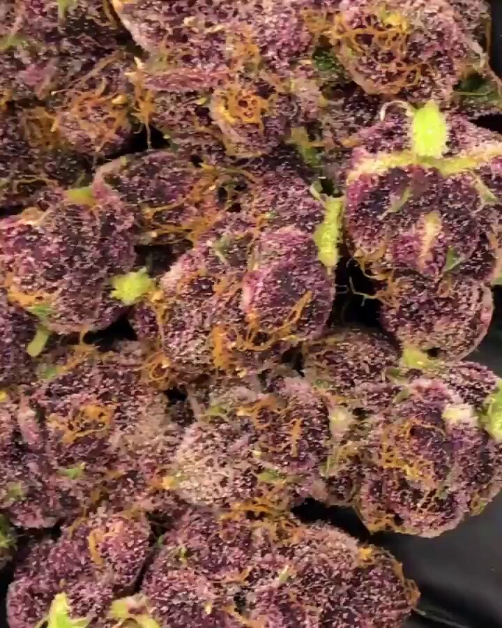 Name this strain and get to be our seeds and buds permanents tester Good luck Only 5 winners Best names wins