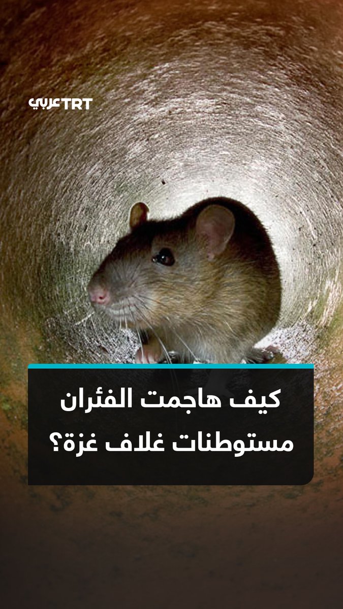 "من ركام غزة إلى بيوت المستوطنين".. انتشار غير مسبوق للقوارض في مستوطنات غلاف غزة، مع تسجيل 10 حالات عض على الأقل، وسط ترجيحات بأن الدمار الذي خلّفه القصف الإسرائيلي في غزة يقف وراء الظاهرة.. ما القصة؟ ما #تعليقك على هذه القصة؟