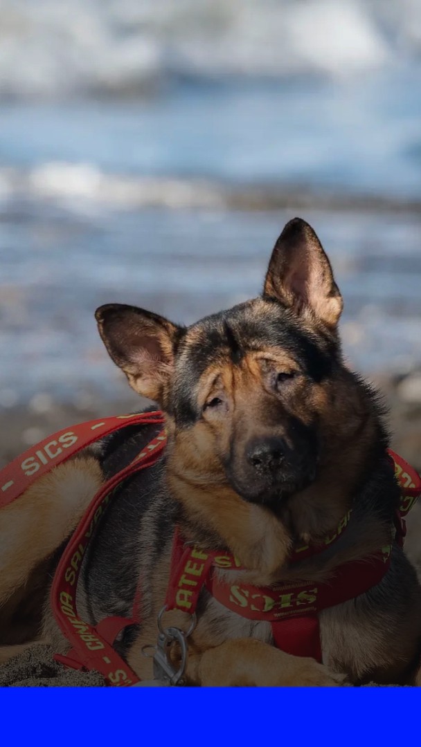 Marley, un chien aveugle échappe à l’euthanasie et devient secouriste en Italie