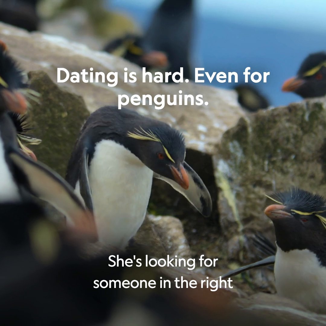 If he's got great feathers and a great pad, he's sure to be a catch in rockhopper penguin society. Just make sure he isn't already taken 👀 #SecretsOfThePenguins is streaming on Disney+