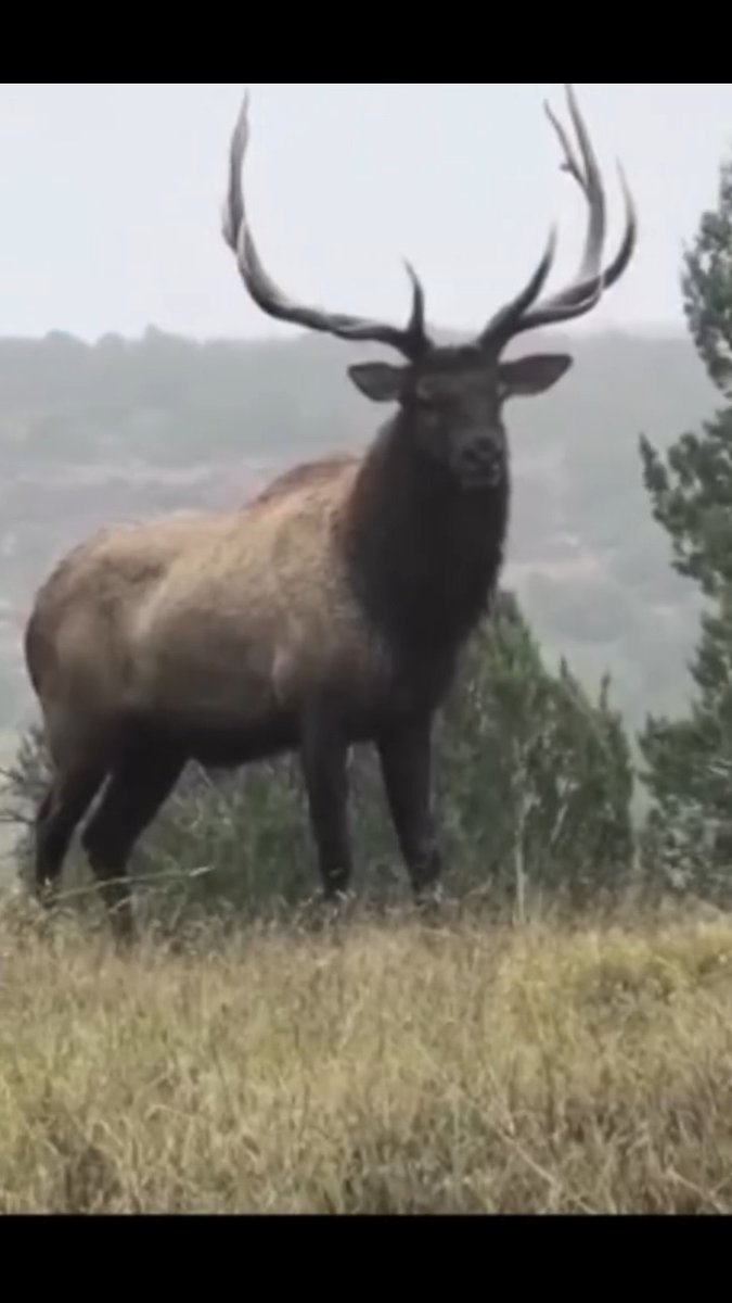 Would you have made the shot? 👀🦌🏹 📸@mconofences #FindYourAdventure #outdoors #hunting #elk #bullelk