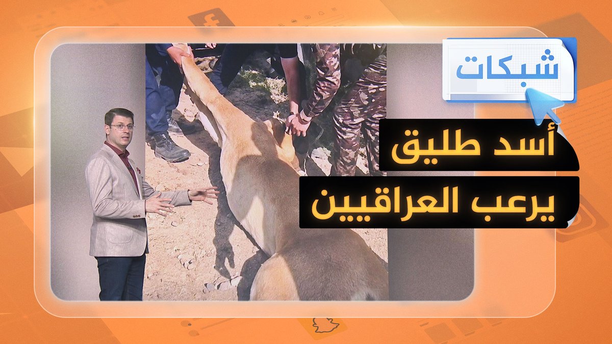 القبض على أسد طليق أرعب العراقيين #شبكات