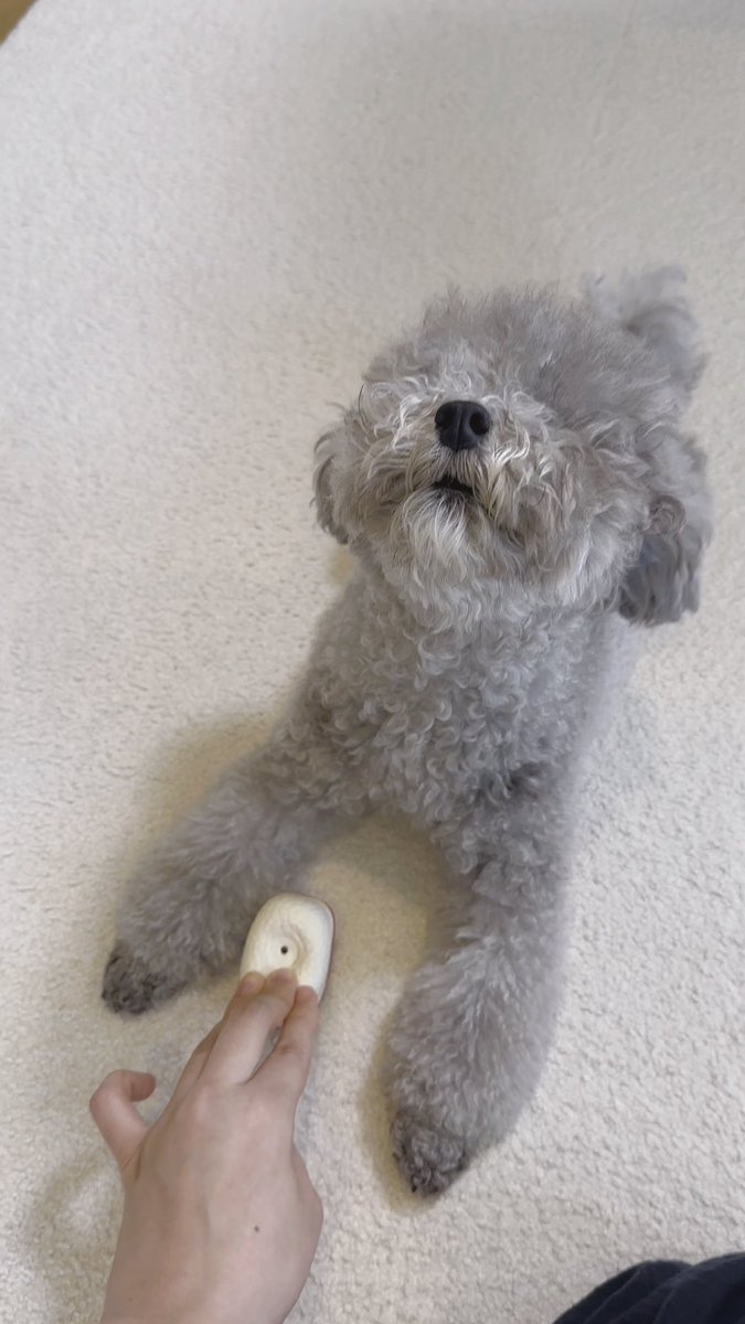 おもちゃをピコピコ鳴らしたら 犬「オ゛ォ゛ォォォン!!」 ※音出し推奨
