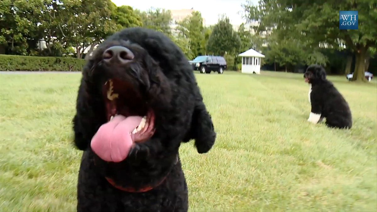 Bo and Sunny Obama romp around the White House grounds in 2013