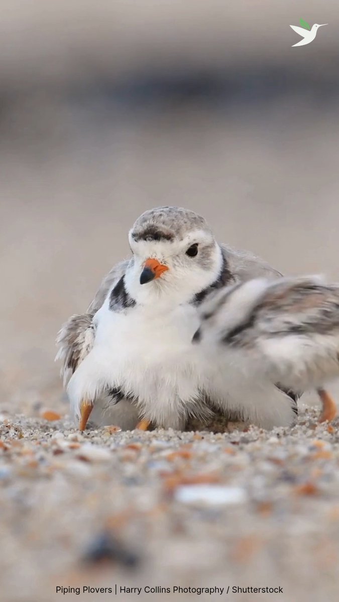 It’s Plover Appreciation Day and we are downright Plover-whelmed by their round fluff, smol squeaks &amp; fast feets. 🏝️ Want to be a shorebird ploverachiever? Keep their habitats healthy by picking up trash, keeping pets leashed, &amp; observing them from a distance. Plover and out!