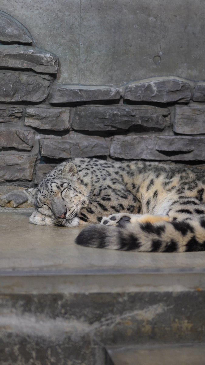 いい夢見てね😴💕 #いしかわ動物園 #ユキヒョウ #ヒメル 📷260905