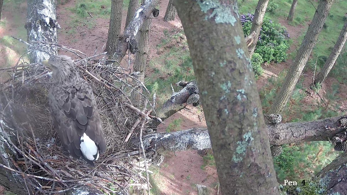 We have special news! 3 white-tailed eagles have fledged from wild nests in Dorset & Sussex this summer. With 5 pairs now established across England we hope to see further breeding in the coming years as this lost species is restored. Roy Dennis Foundation