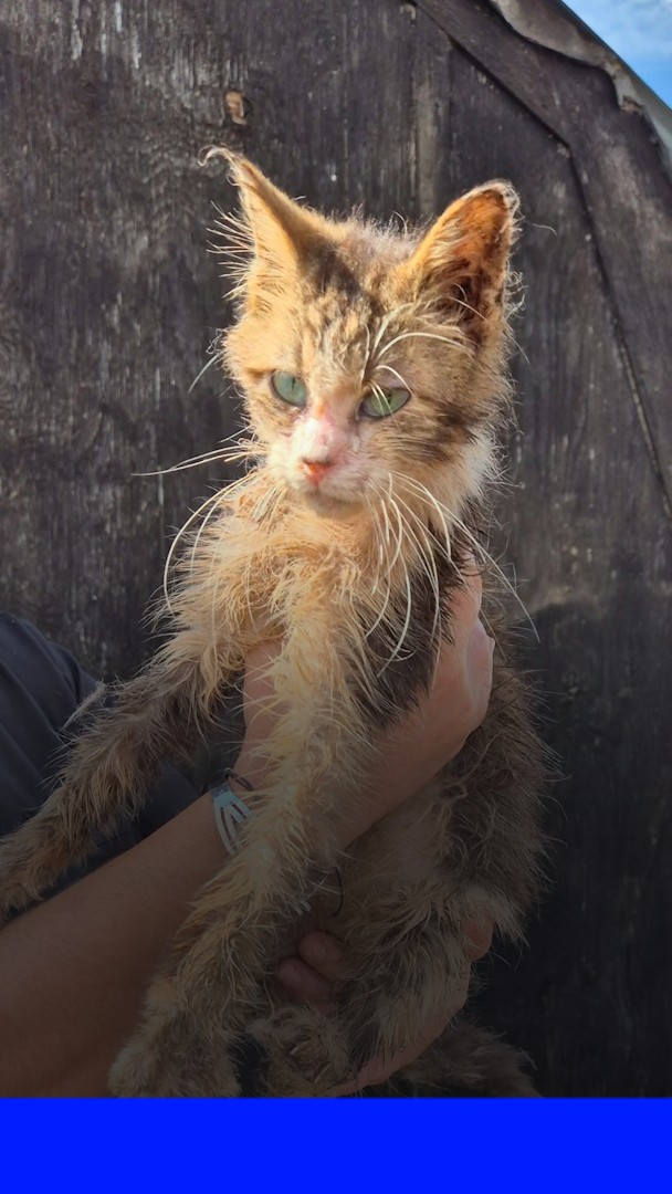 En Vendée, une centaine d'animaux maltraités retrouvés dans une maison insalubre