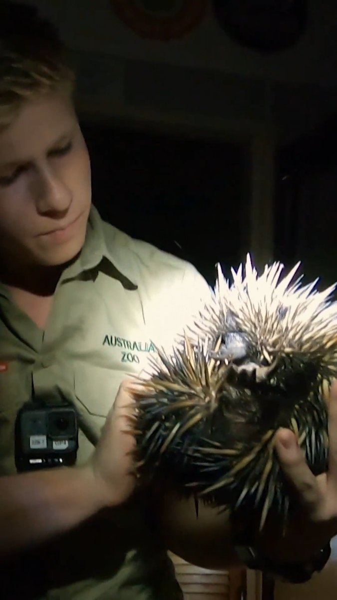Robert Irwin RESCUES trapped echidna 🥹 #crikeyitstheirwins #robertirwin #wildliferescue