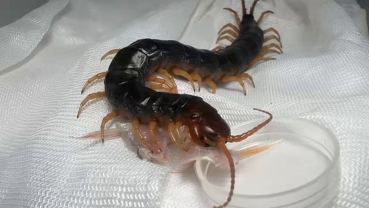 トビズムカデの「ムカディゴンちゃん」は魚のアラの部分を食べてフードロスの削減に貢献しています。