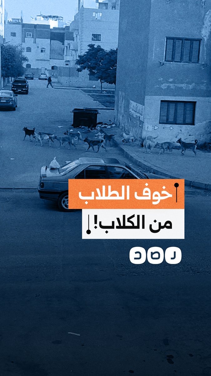 ظاهرة انتشار الكلاب الضالة تثير الرعب بين أهالي المجاورة 10 بالعاشر من رمضان