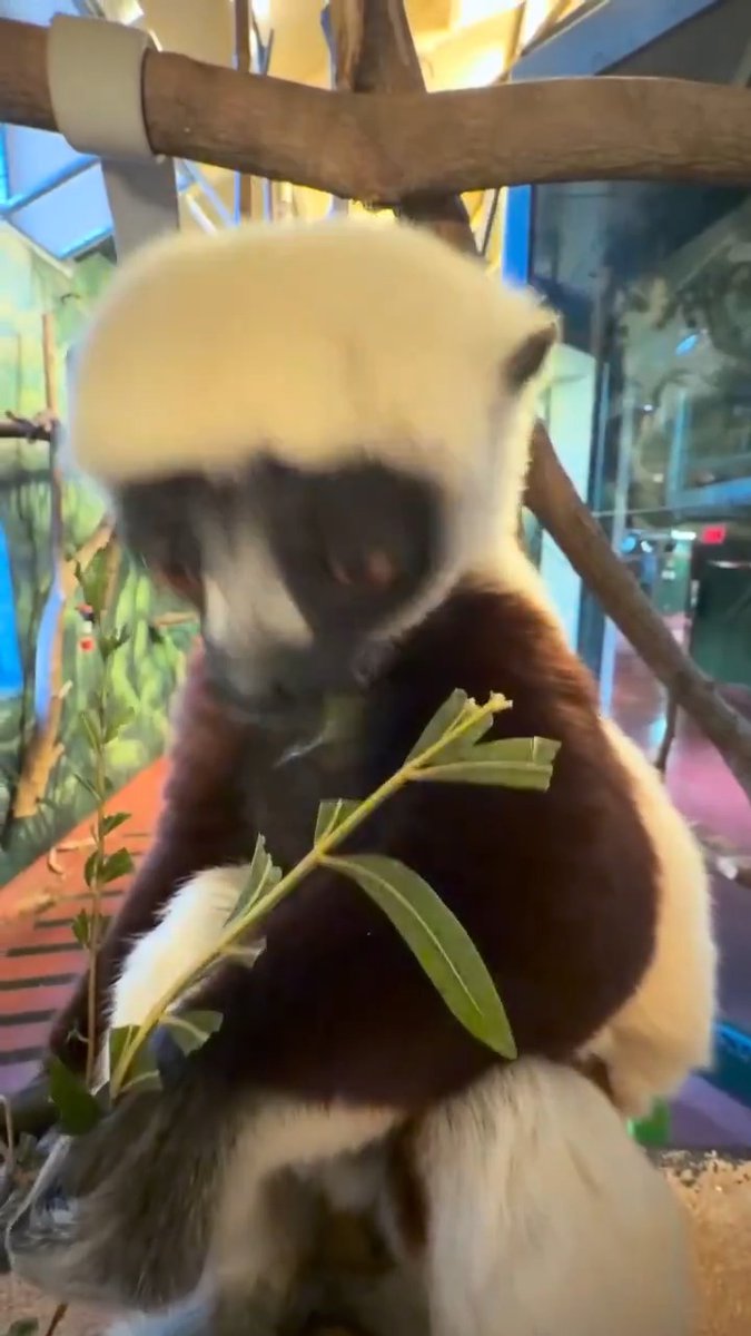 When you finally get the snack you've been thinking about all day 🤤 For Coquerel's sifaka Lucien, its winged sumac. 🌿 What's it for you?