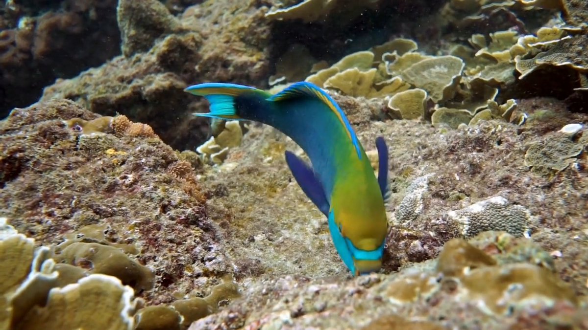 #DIDYOUKNOW: Parrotfish are the ocean’s very own gardeners! 🪸 These vibrant fish play a vital role in keeping coral reefs healthy by grazing on algae and dead corals that can overgrow if left unchecked. Learn more about fish that support our oceans: