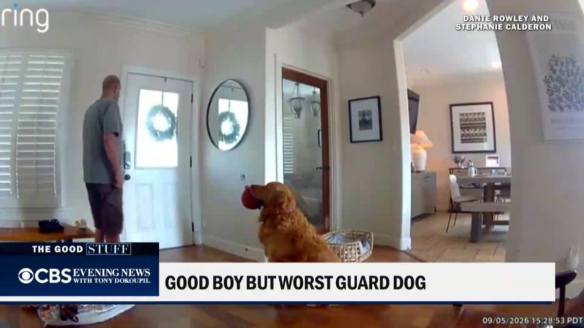 Nash, the golden retriever, had his big chance to be hailed the best guard dog when an intruder broke into his family’s home – but instead, the 4-year-old thought the man was a friend and brought him some toys to play with.
