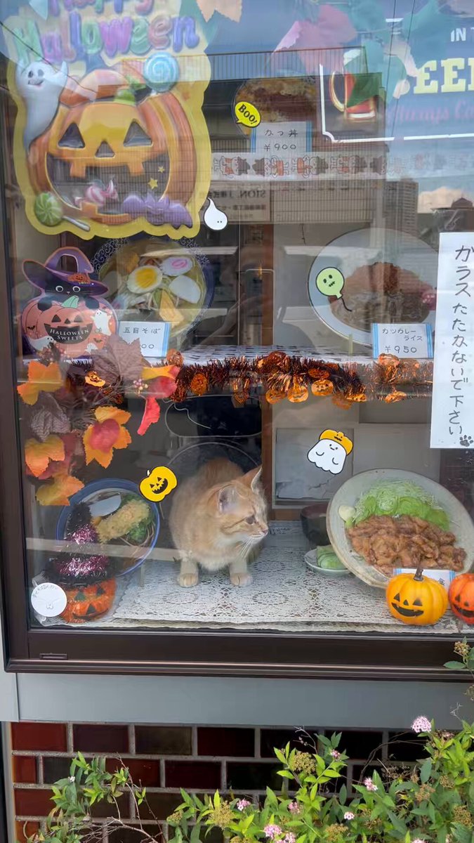 今日ハロウィンに飾り付けしました。ミルキーちゃん破壊しないでね。