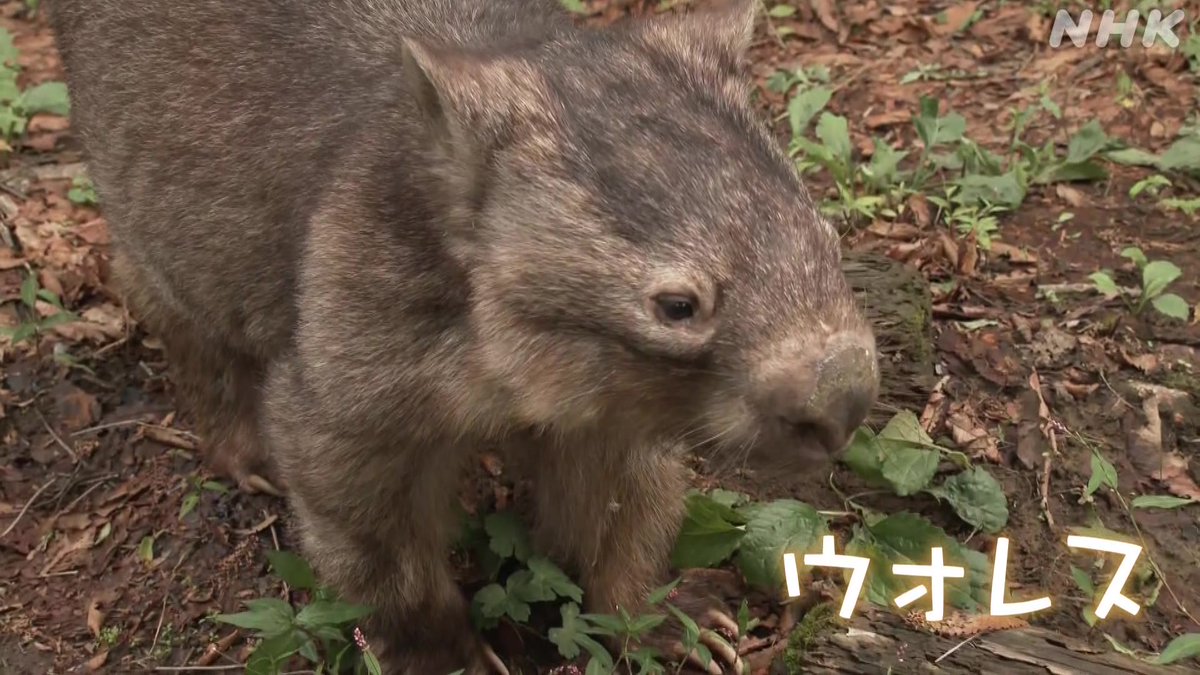 茶臼山動物園のウォンバット、 「ウォレス」がお誕生日を迎えました🎂 人間で例えると100歳だそう…! ウォレス、お誕生日おめでとう~~!🎉