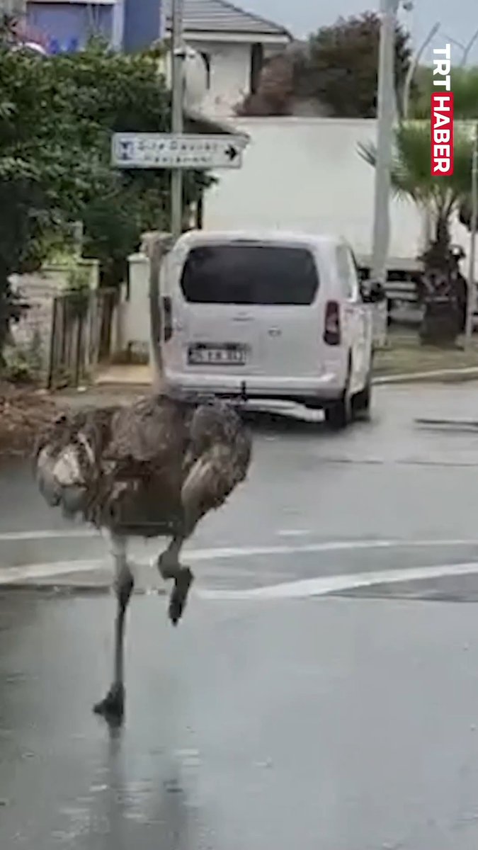 İstanbul’da hayvanat bahçesinden kaçan deve kuşu trafiği karıştırdı. Ekiplerin müdahalesiyle yakalanan deve kuşu, sahibine teslim edildi.