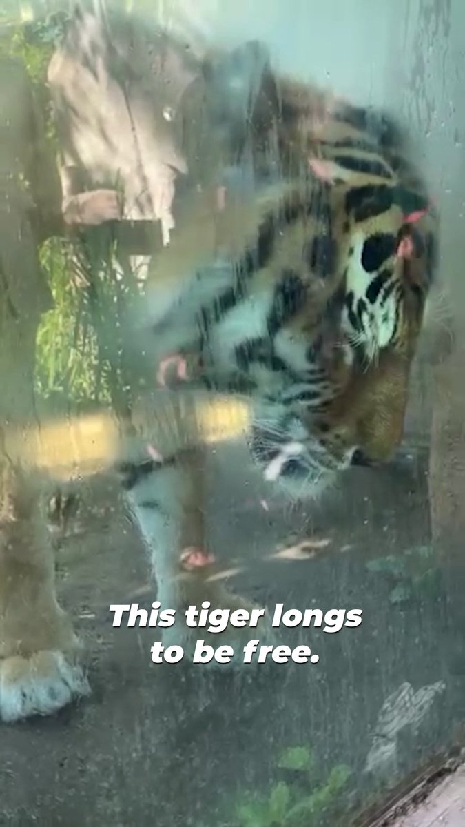 LOOK AT HIM💔 This tiger is DESPERATE to get out. Humans have reduced his entire world to a life behind glass, and his misery is painfully obvious. Don’t fund his suffering. NEVER buy a ticket to a roadside zoo.