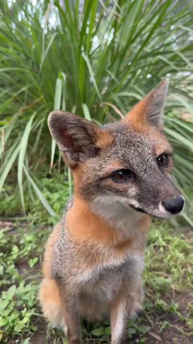 Happy Fox Day! 🦊 Here at Zoo Miami, we care for native gray foxes and give them plenty of opportunities to forage, explore and make choices throughout their day. Training sessions with Cypress and Maggie allow them to show off some amazing chomps! 🍎🍠