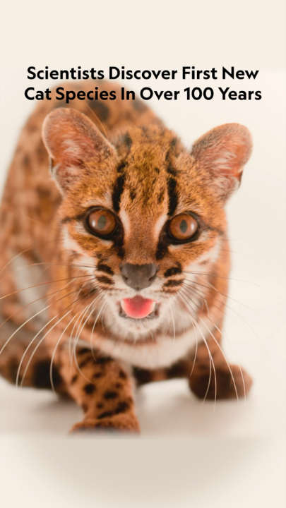 New cat alert! A call from a wildlife sanctuary about a "weird cat" has led to the first new cat species discovered in over 100 years in Bolivia’s Yungas forest ecoregion. Learn more about this feline surprise: