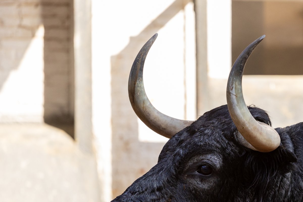 💥¡𝗧𝗢𝗥𝗢, 𝗧𝗢𝗥𝗢! Espectaculares los toros de ❤️🖤Veiga Teixeira y 🩵🤍 Partido de Resina para el desafío de este domingo (18h.) 🎟️