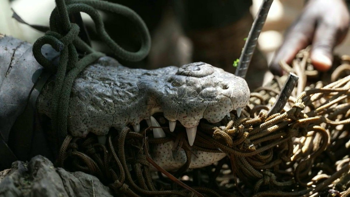 🇰🇪 🐊 Kenya steps up crocodile hunt as rising lakes fuel conflict Wildlife officers have ramped up their efforts to capture and relocate crocodiles in Kenya’s Lake Baringo, where rising waters have pushed the creatures closer to homes.