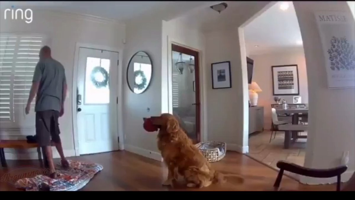 It seems a 90lb golden retriever guard dog in San Diego, California was taking the day off earlier this week when a man broke into his house 🐶😂 The criminal was arrested and the dog wasn't shot by the police so it all worked out. #CityLife #dog #crime #SanDiego #dogs #GoldenRetriever #fail #HomeDefense #california