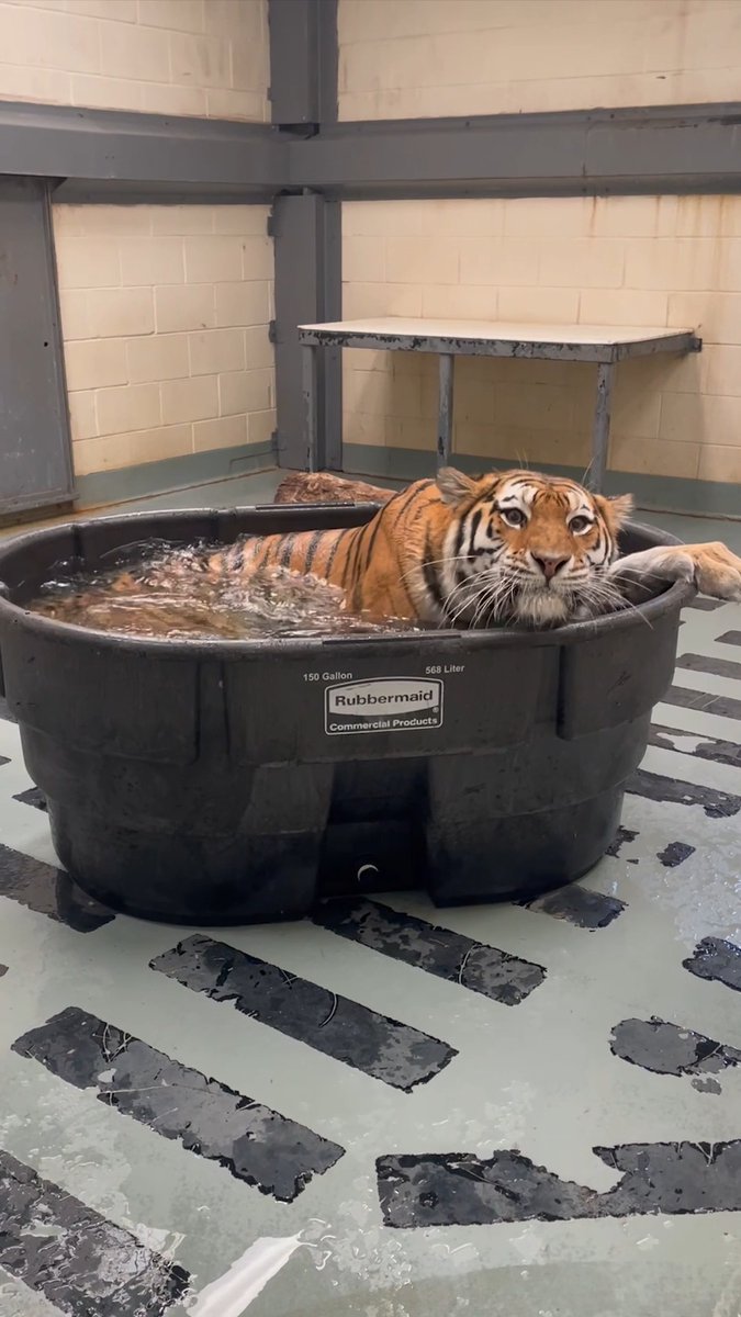 Not all cats dislike the water! Enjoy this #MomentOfZoo of our Amur tiger, Aurora enjoying a refreshing dip in her tub in her off-exhibit animal management area. You can see Aurora on exhibit at Tiger Mountain. 🎥: Keeper Jessica C