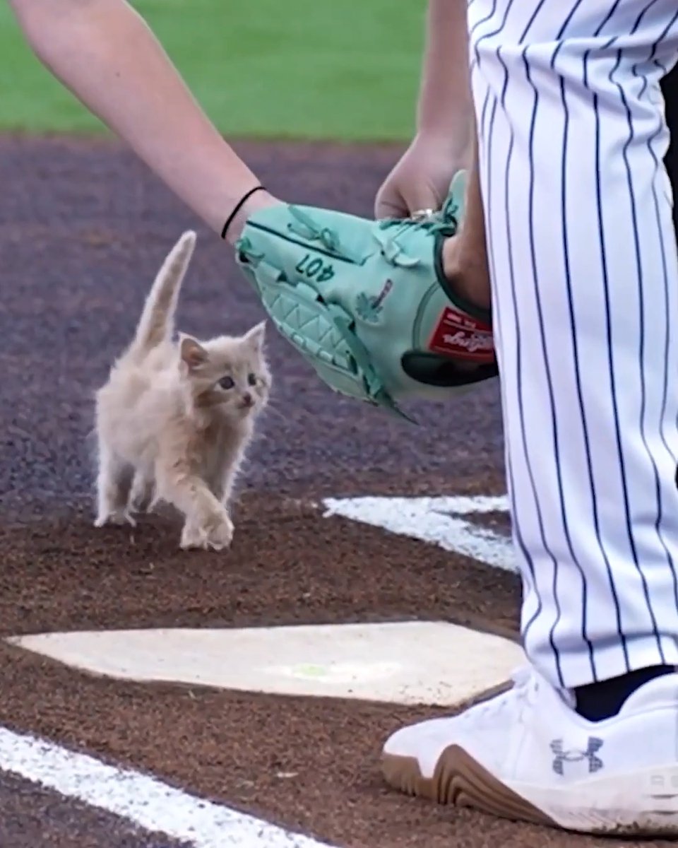 A member of the Braves Triple-A affiliate, the Gwinnett Stripers, rescued a kitten from traffic in late August, and the team called on fans to help name the cute kitty … ChipPurr Jones was the runaway answer and the kitten (with the help of treats) threw out the first pitch ☺️ Via Gwinnett Stripers