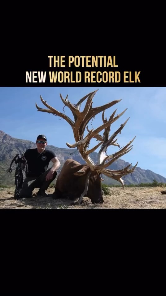THE POTENTIAL NEW WORLD RECORD ELK! 🦌 700" HAS BEEN CRUSHED!!! 🔥🔥🔥 We honored that @brianbaileynm has reached out to us to share his potential new world record elk. Please help us congratulate him on such an unbelievable accomplishment. The elk has a green score that crushes the 700" mark, officially done by an SCI Master Measurer. The final numbers will come after the 60-day drying period. This was a moment that Brian had prayed for, worked toward, and dream about, and finally made it happen. Brian was set up on the bull, hoping for a 70-yard shot in an opening in the brush .. but then the monster turned and walked straight toward Brian and his team. They couldn't believe what had happened ... the bull was 23 yds when Greg from his group stopped the bull in his tracks with a call, giving Brian time to precisely place his bolt behind the shoulder of the slightly quartering bull. Just like that, a dream that Brian had carried a LONG time had become reality. Congratulations again Brian, we are super excited for you, and look forward to sharing the final score of the beast after the drying period. STAYTUNED to see if this is the one to make history!!! #FindYourAdventure #outdoors #hunting #elk #bullelk #world #worldrecord #elkhunting