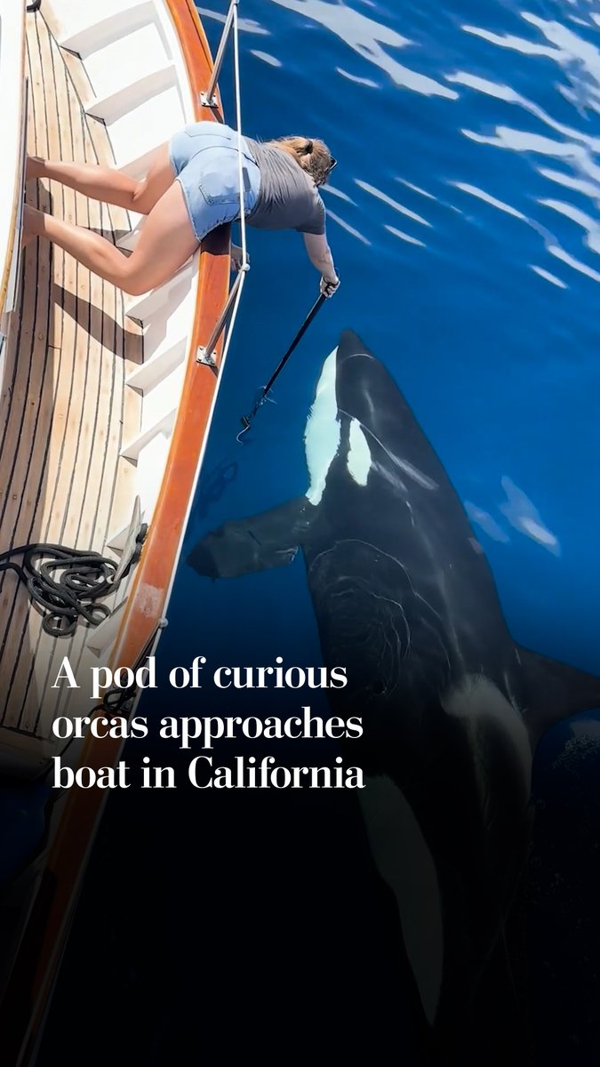 A pod of curious orcas said hello to a boat off the coast of Oceanside, California. Cory and Julia Greenfield were so impressed by the number of orcas surrounding their boat that Julia leaned over the boat to try to get an underwater shot.