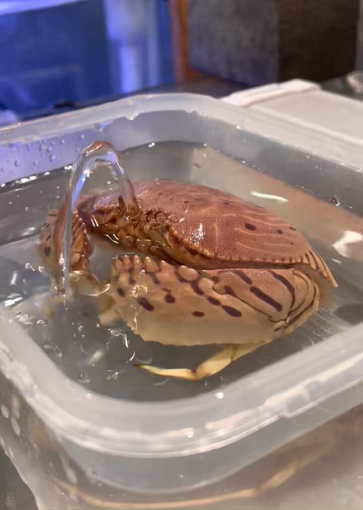 自分の噴水にビックリして瞬きするカニ笑