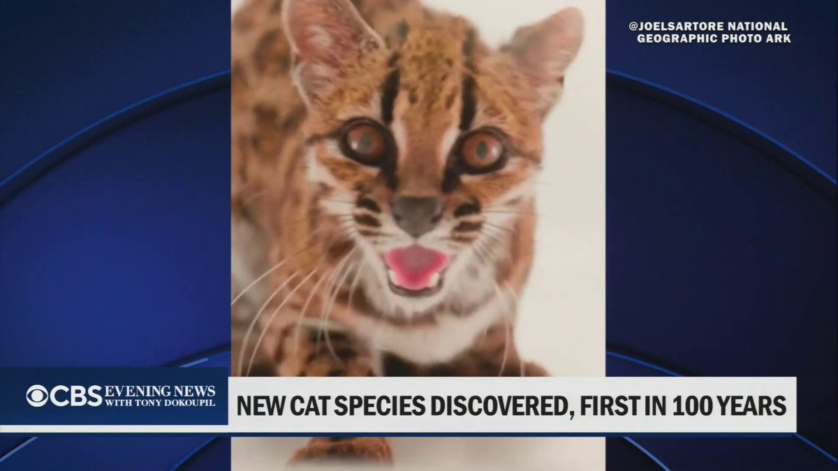 Scientists have discovered a brand new species of cat, the Tilcayo Tiger Cat, said to be smaller than a typical house cat.