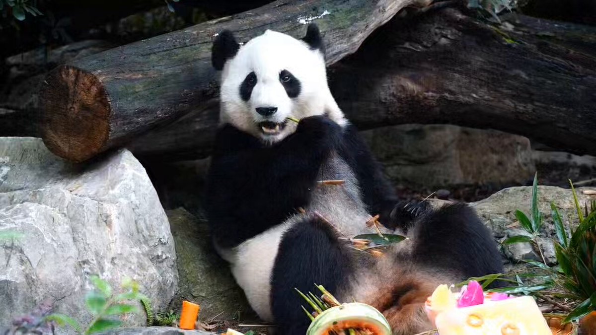今日は結浜の10歳のお誕生日で🎂 、中国返還公開後初めてのお誕生日でもあるんだ🐼💖今朝9時頃、結浜はりんご・筍・🥕を、おいしそうにパクパク食べました✨ お誕生日おめでとう🎉 これからの“パンダ生”も、健康で楽しく、元気で過ごせますように💕