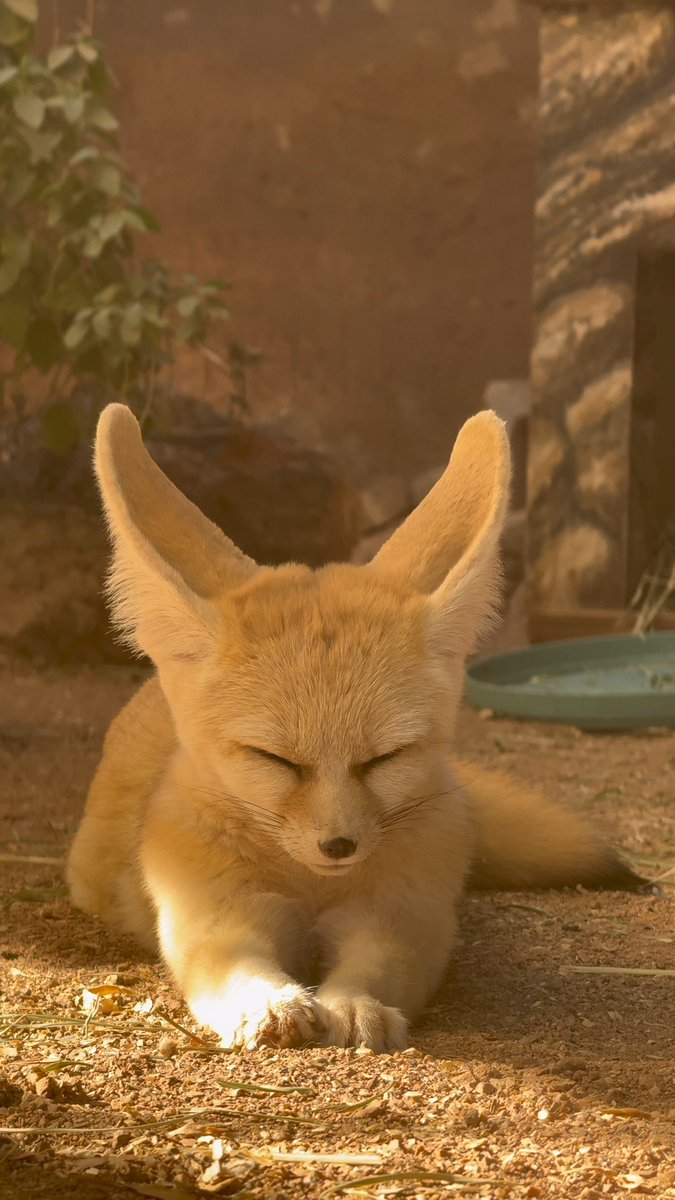 It's National Fox Day, but it looks like Hunter might sleep straight through it 😴 Hunter, the nine-year-old fennec fox, may look perpetually tired, but he's just nocturnal! Sweet dreams, Hunter! 💤
