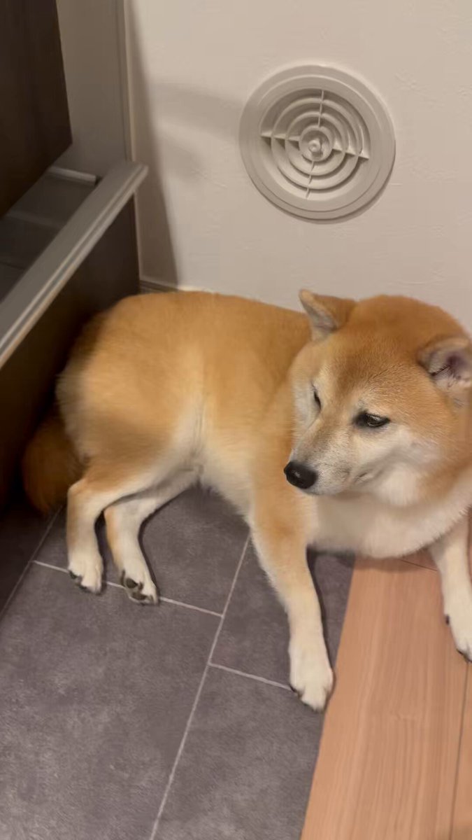 フライパン出したい飼い主 冷蔵庫の前を死守したい犬 負けられない戦い😇 #柴犬