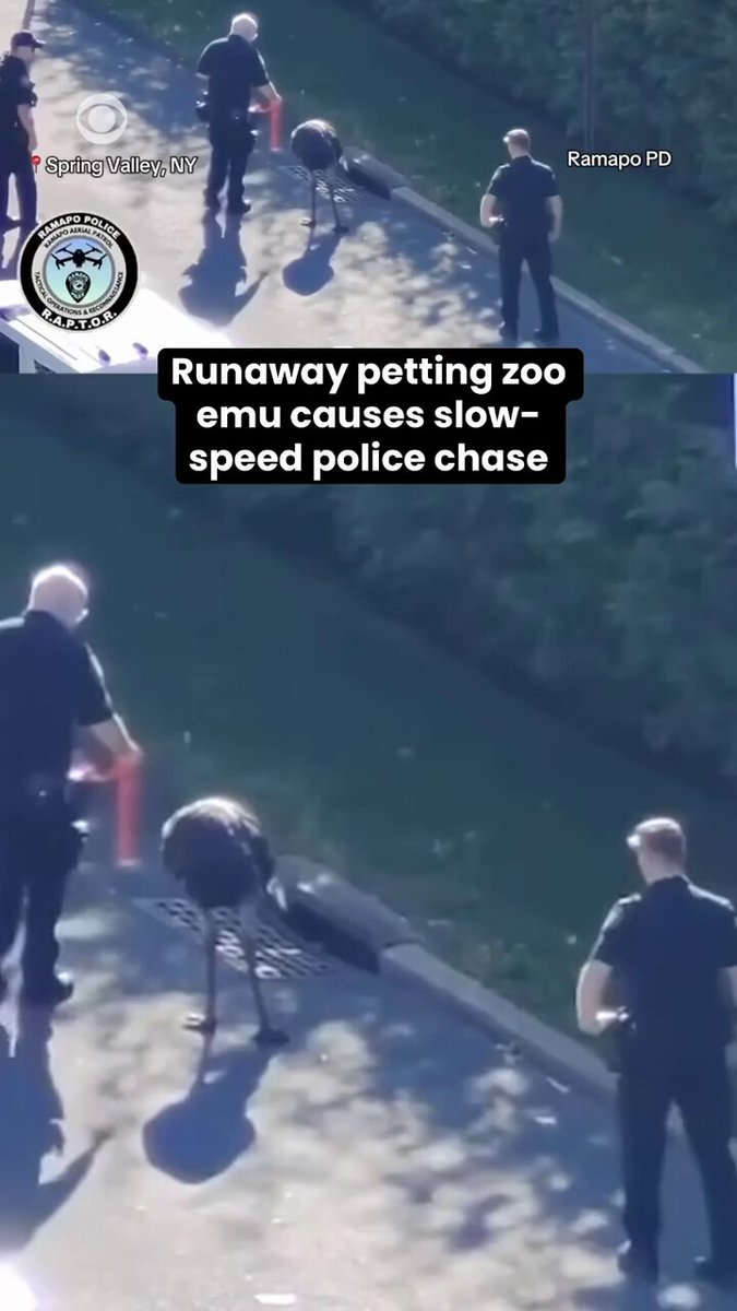A runaway emu was captured after escaping from a petting zoo and wandering through Spring Valley, New York, with police using a drone to help track down the bird. Video released by the Ramapo Police Department shows officers cornering the emu before securing a leash around its neck and bringing its unexpected trip to an end.